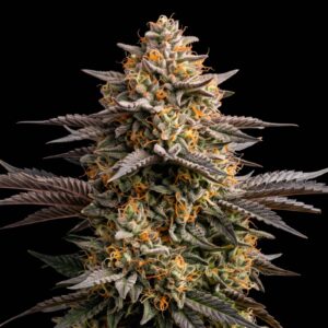 Grape Ape Auto
