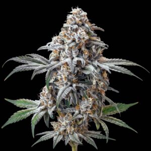 Green Crack