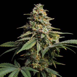 Green Crack Auto