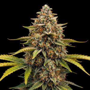 Green Skunk XL Auto