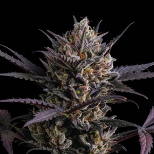 Haze Auto