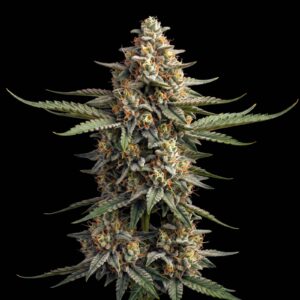 Haze Pure CBD Auto