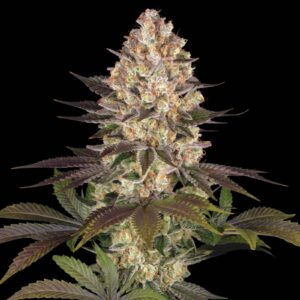 Hindu Kush