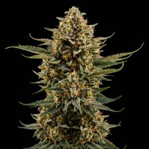 Hindu Kush Auto
