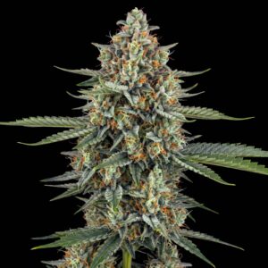 Jack Herer