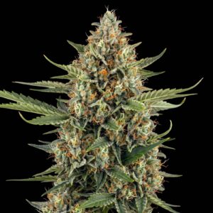 Jack Herer Auto