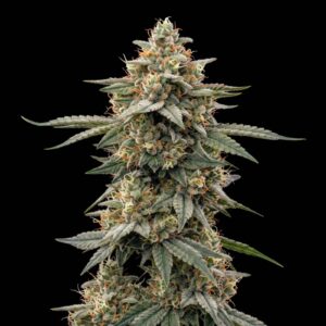 Jack Herer Regular