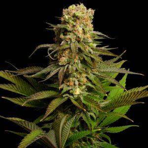 Kosher Kush