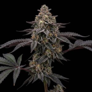 L.A. Kush