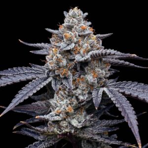 Lemon Gelato