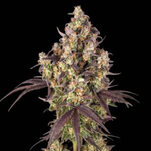 Lemon Sherbet