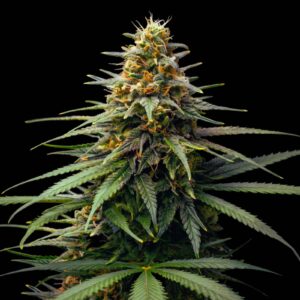 Lemon Skunk