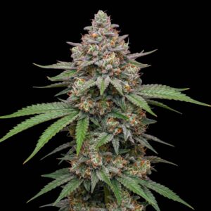 LSD Auto