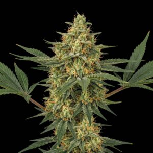 Mandarine Caramel Fast Version