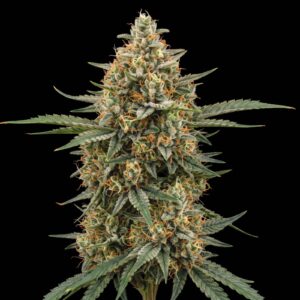 Mango Haze Auto
