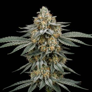 Mango Sherbet Auto