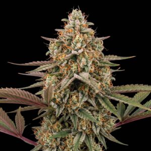Master Kush