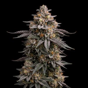 Mimosa x Orange Punch