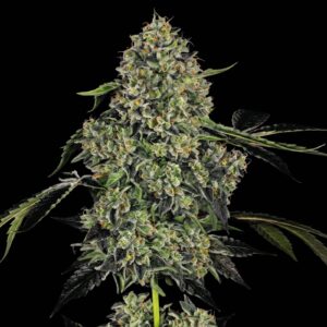 OG Kush Regular