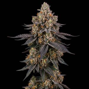 Peanut Butter Breath Auto