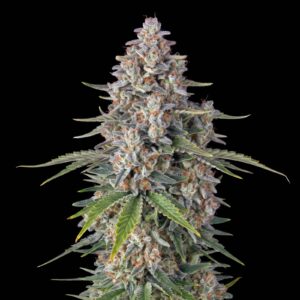 Pineapple Chunk