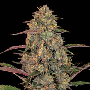 Pineapple Chunk