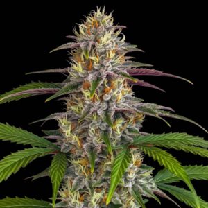 Pineapple Express Auto