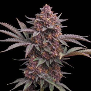 Purple Haze