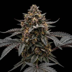 Purple Kush