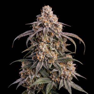 Purple Punch