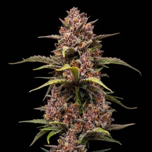 Purple Punch Auto