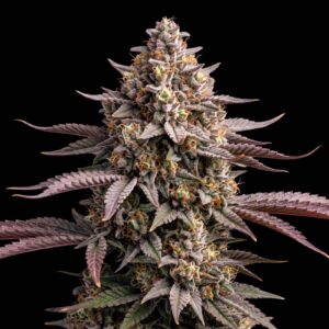 Purple Thai