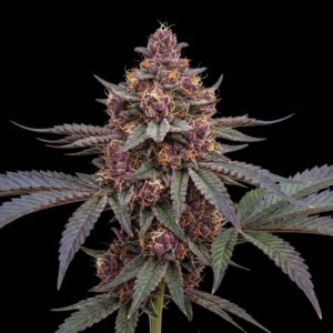 Purple Urkle