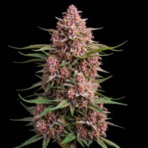 Red Berry CBD Auto