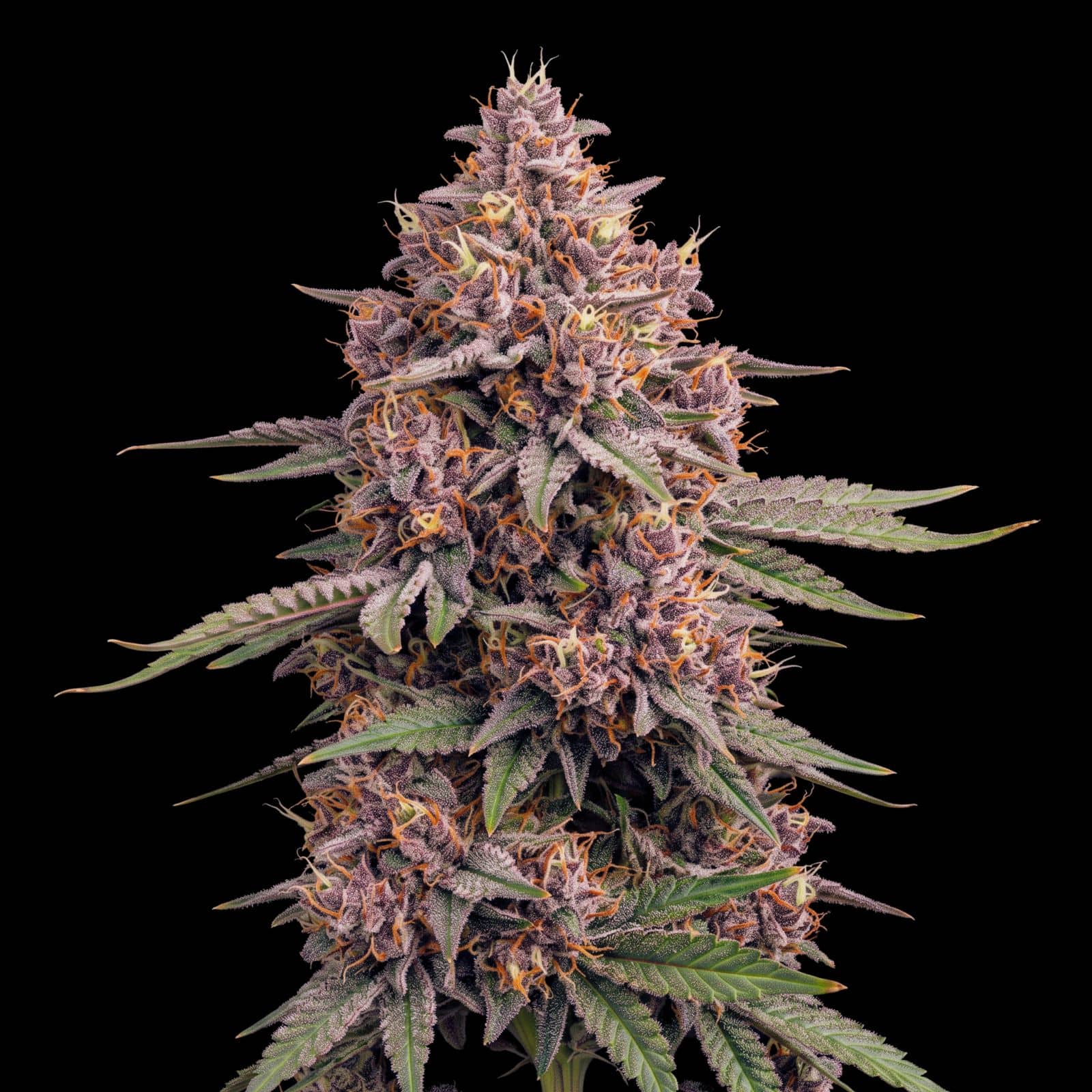 Red Caramel Auto