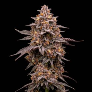 Red Devil Auto