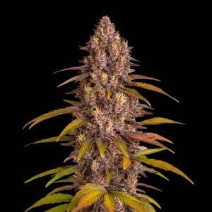 Red Skunk Auto