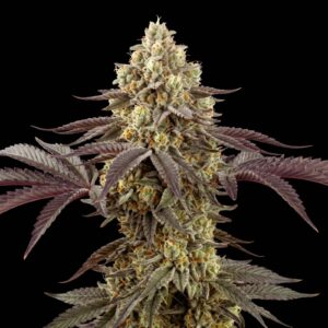 Sour Diesel Chillz