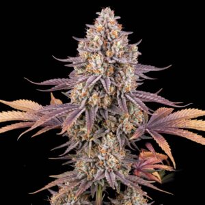 Strawberry Kush