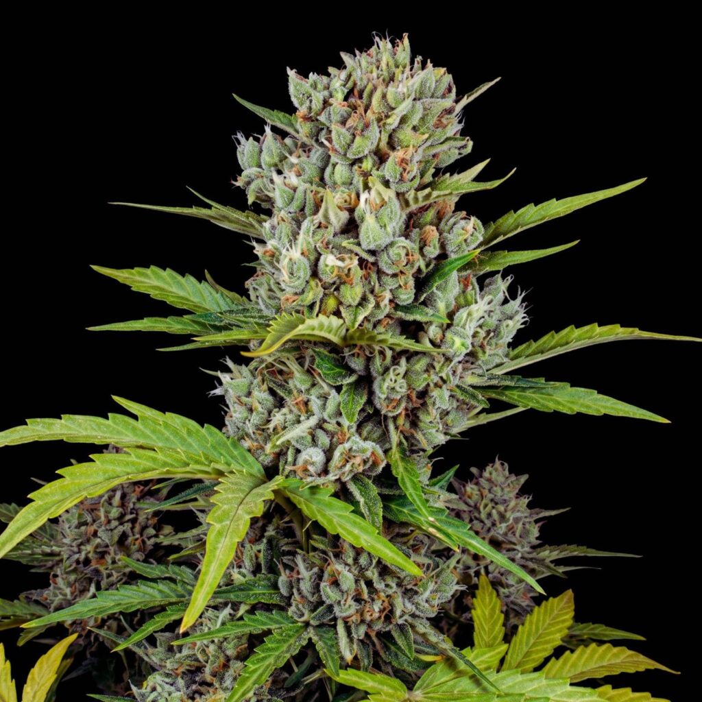Super Skunk Auto