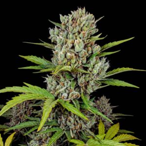 Super Skunk Auto