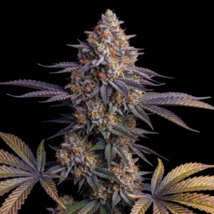 Tropicanna Cookies