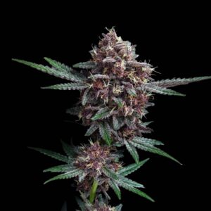 Tropicanna Runtz Auto