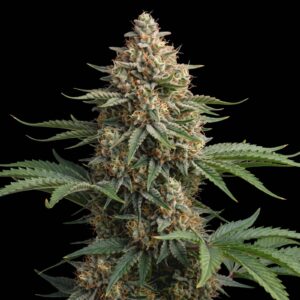Wedding Cake Auto