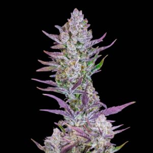 Wedding Glue Auto