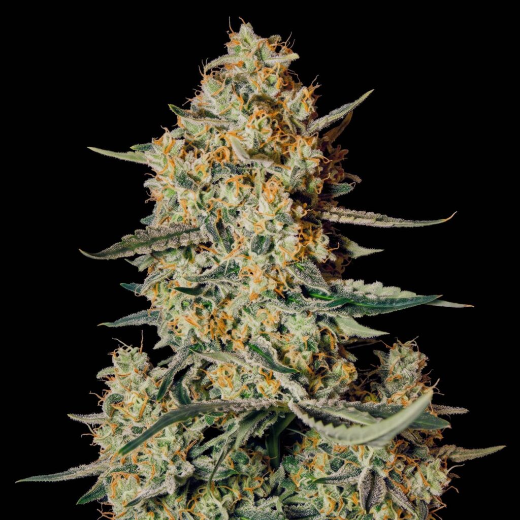 Himalaya Gold CBD