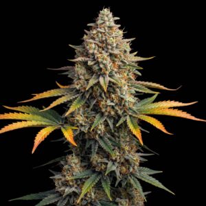 Red Skunk Auto