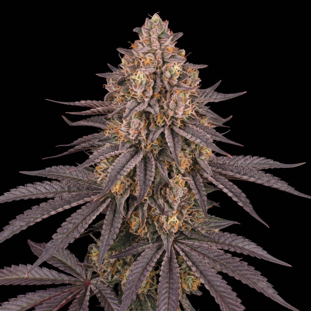 Runtz Muffin XL Auto Bud