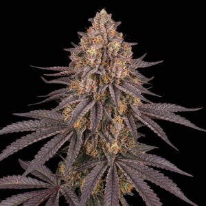 Runtz Muffin XL Auto