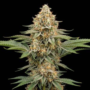 Sunset Sherbet Auto